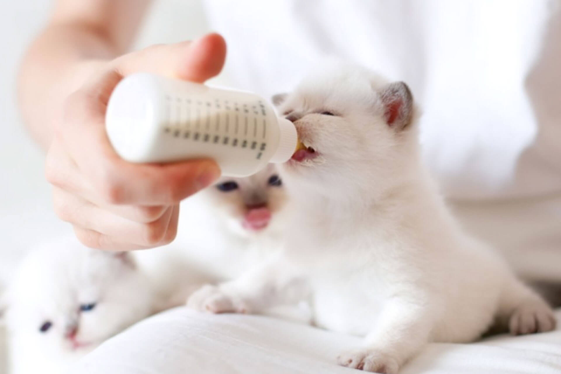 kittens drinking milk