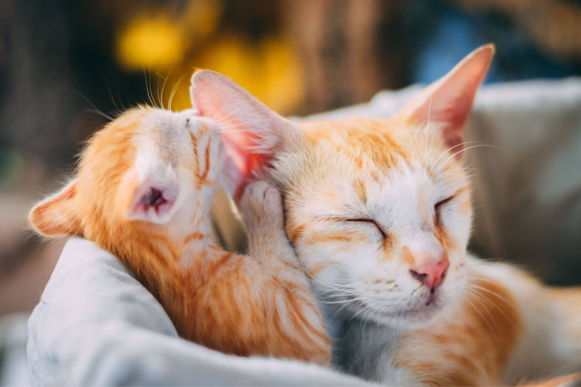 kitten playing with cats ears