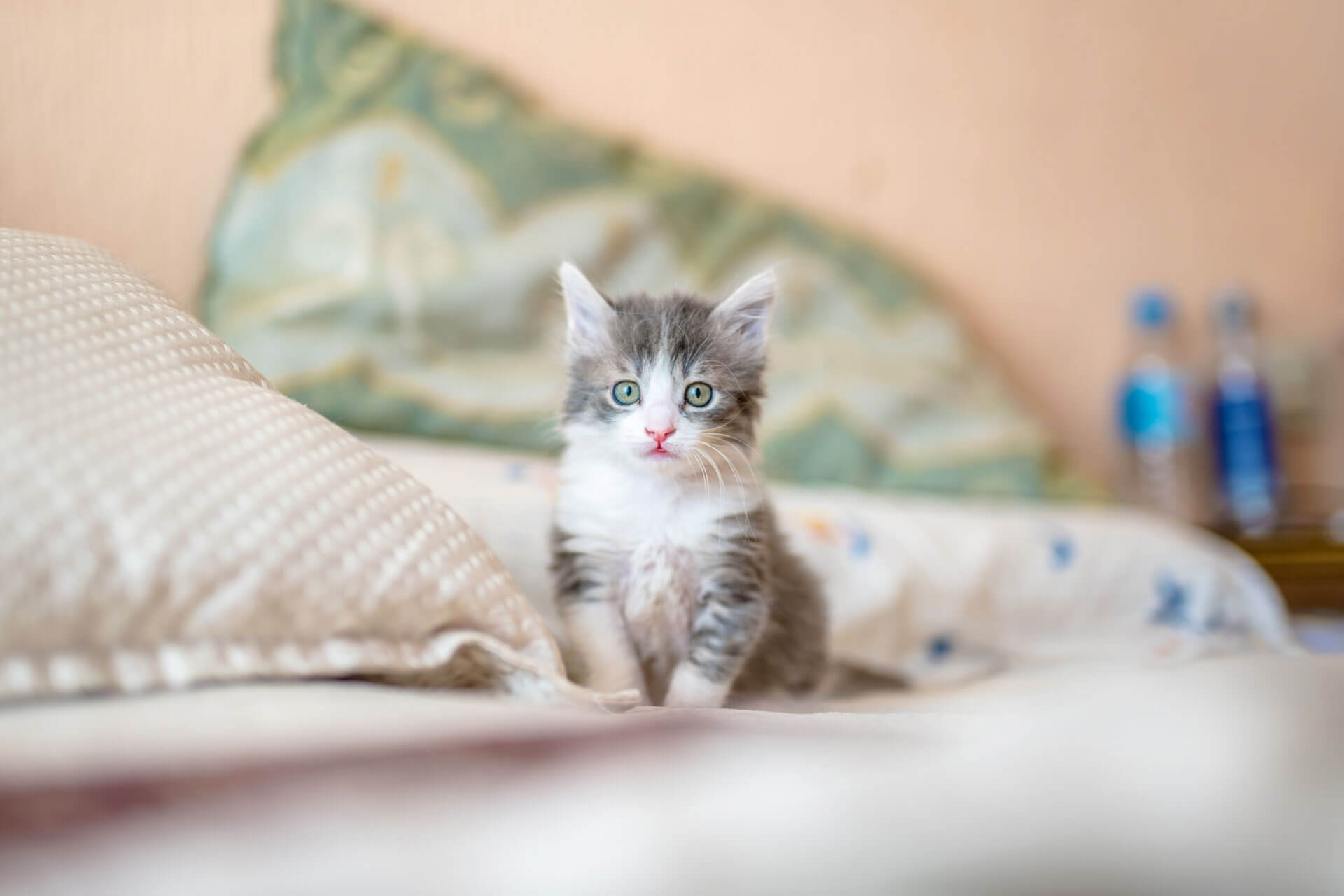 kitten sitting on the bed