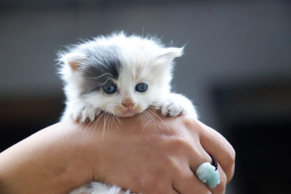 kitten in hand