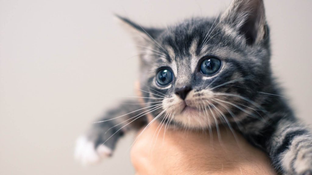 kitten in hand