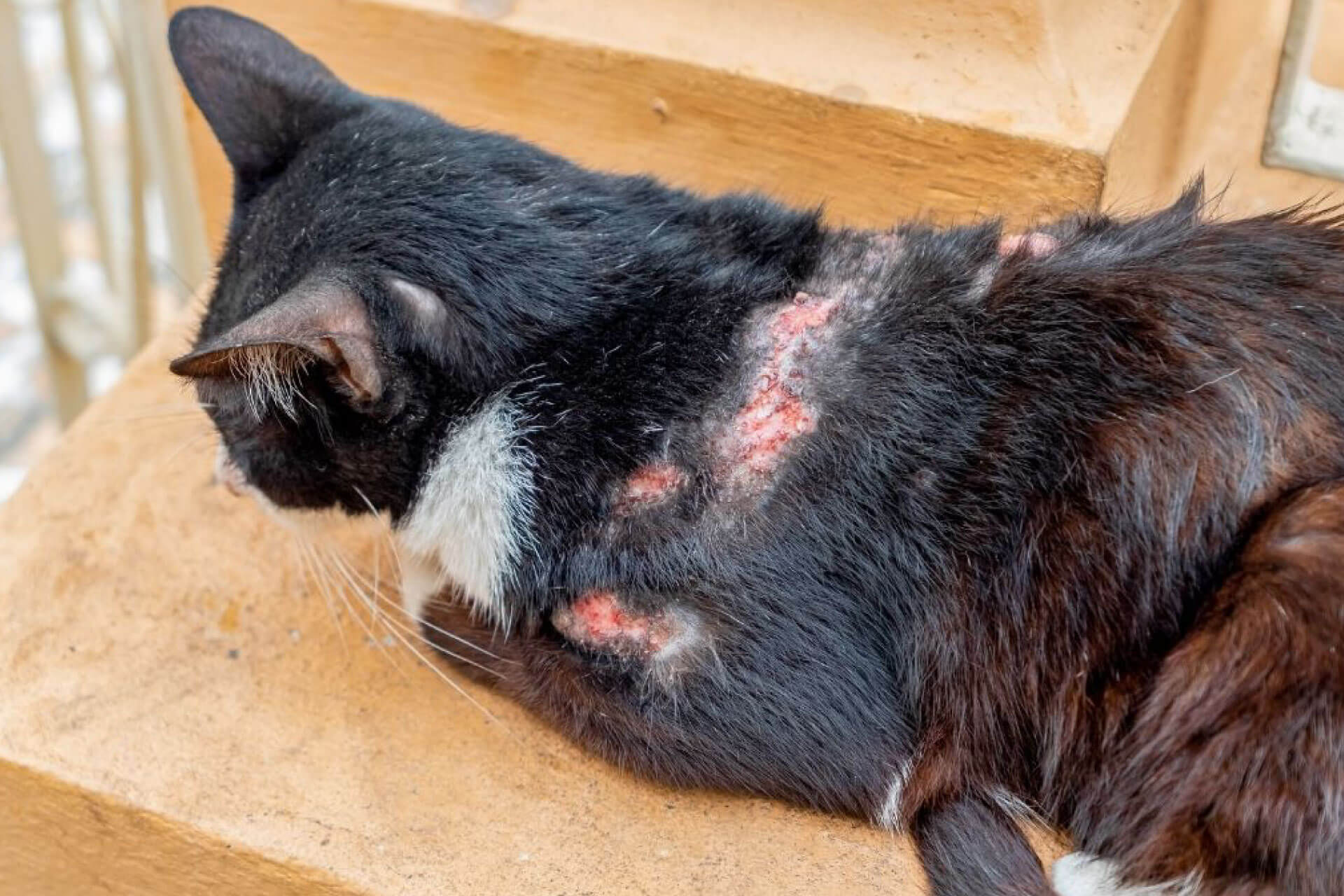 cat with fungal disease on its back