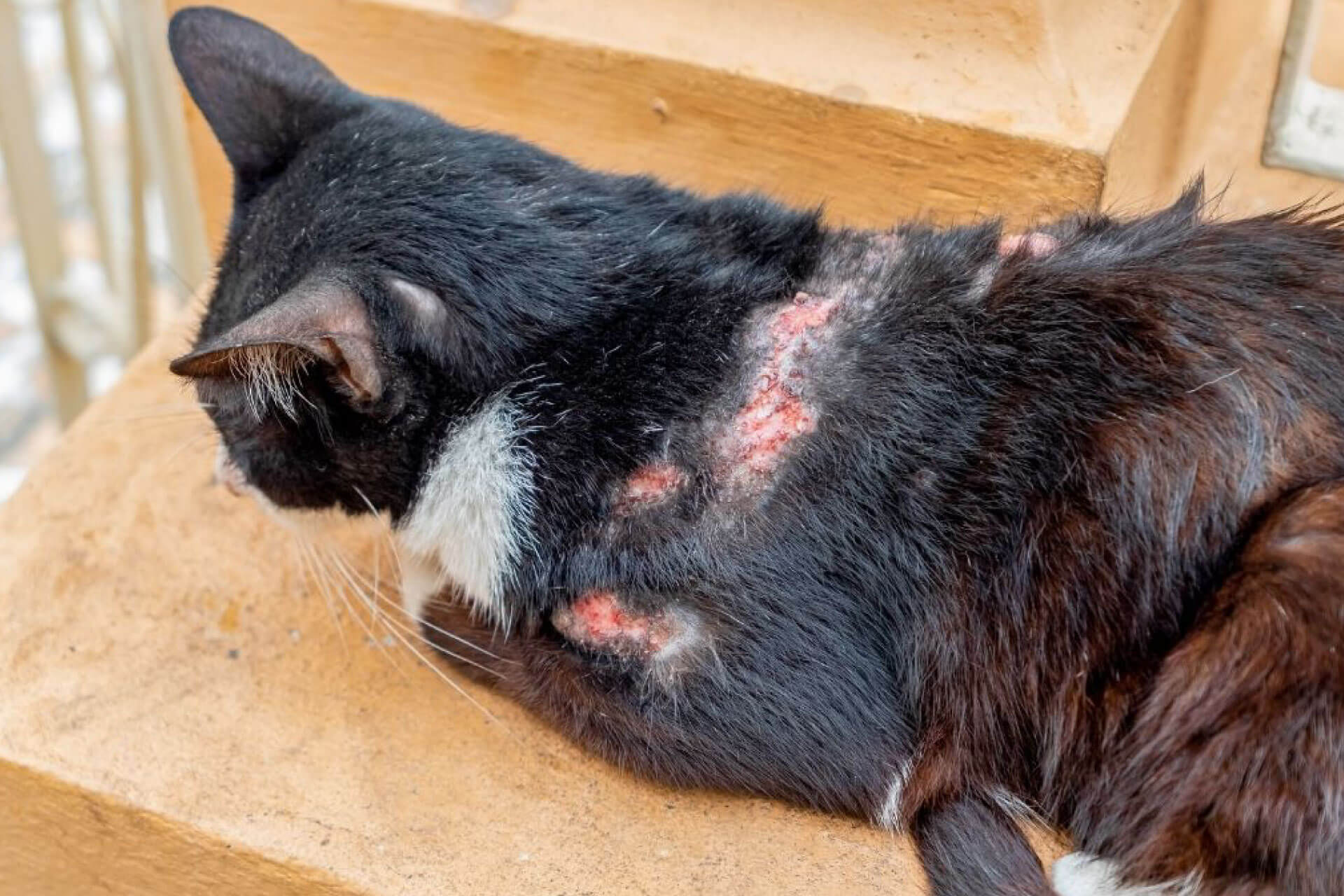 FUNGUS DISEASE IN CATS