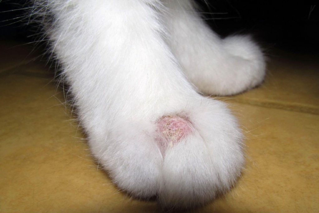 cat with foot fungus