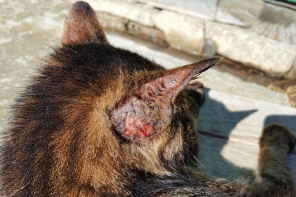 cat with fungal disease in ear