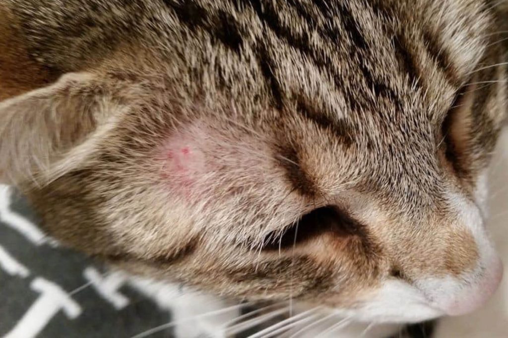 cat with fungal disease on his head