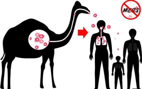 corona virüsü blogu için insanlara hastalık bulaştıran deve vektörü