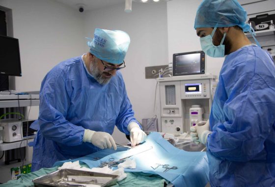 Clubvet Hayvan Hastanesi: Sevimli Dostlarınızın Sağlık Yuvası