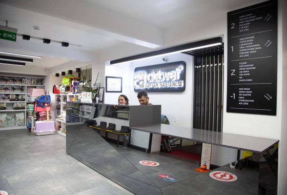 Clubvet Hayvan Hastanesi: Evcil Hayvanlarda Doğru Beslenme