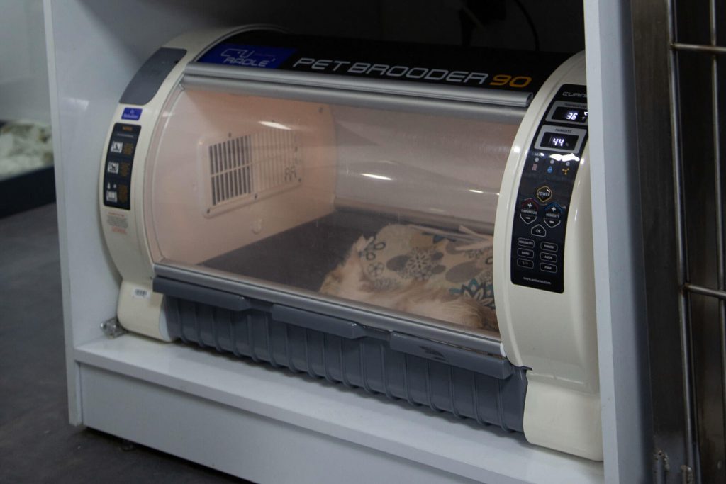 clubvet incubation chamber for baby animals