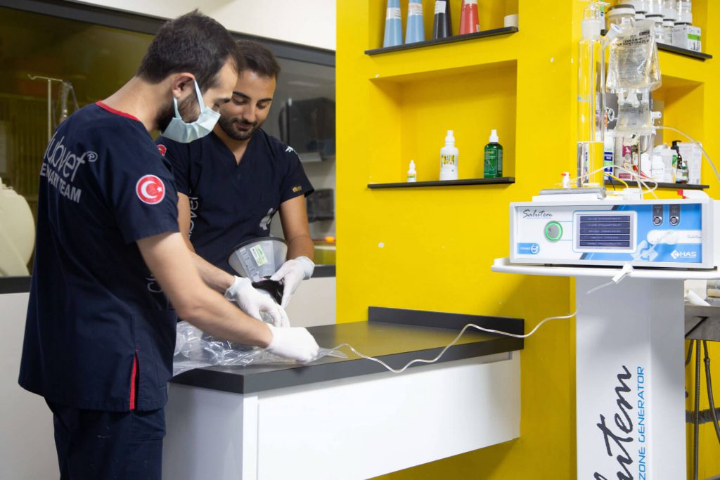 clubvet veterinary team checking a spay cat