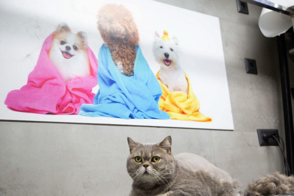 cat with shaved back in front of picture of dogs in colorful towels