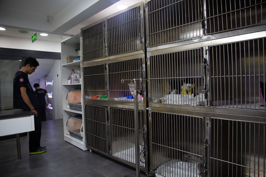 clubvet veterinarian in care room with cats