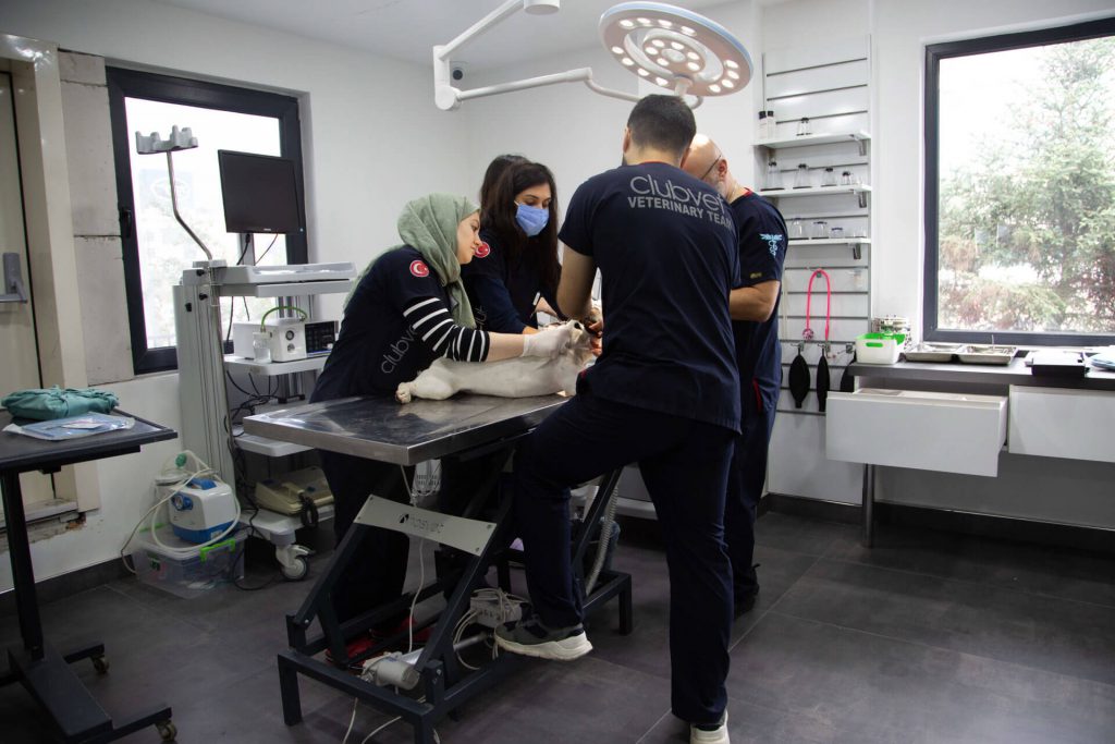 clubvet veteriner hekimleri bir operasyona hazırlanıyor