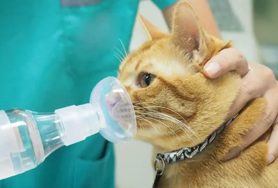 Kedi Ve Köpeklerde Görülen Akciğer Hastalıklarında Aerochamber Kullanımının Önemi