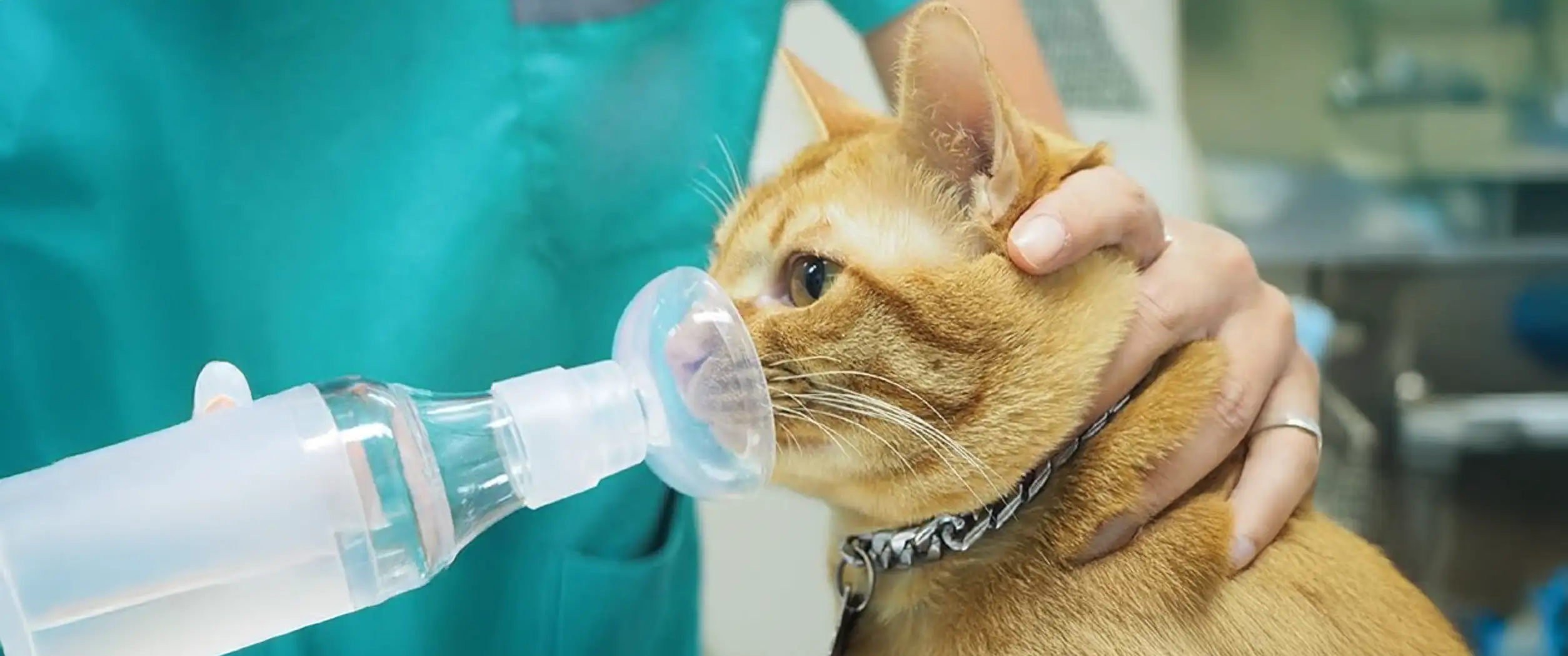 Kedi Ve Köpeklerde Görülen Akciğer Hastalıklarında Aerochamber Kullanımının Önemi